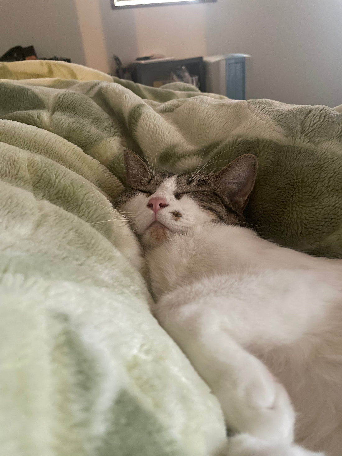 我が家の中心は、いつも猫。