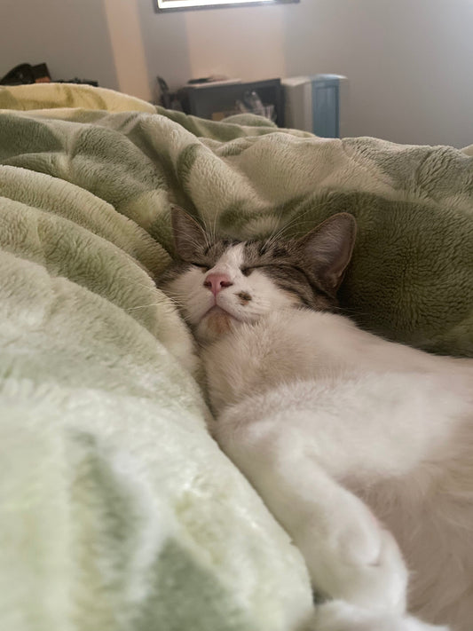 我が家の中心は、いつも猫。