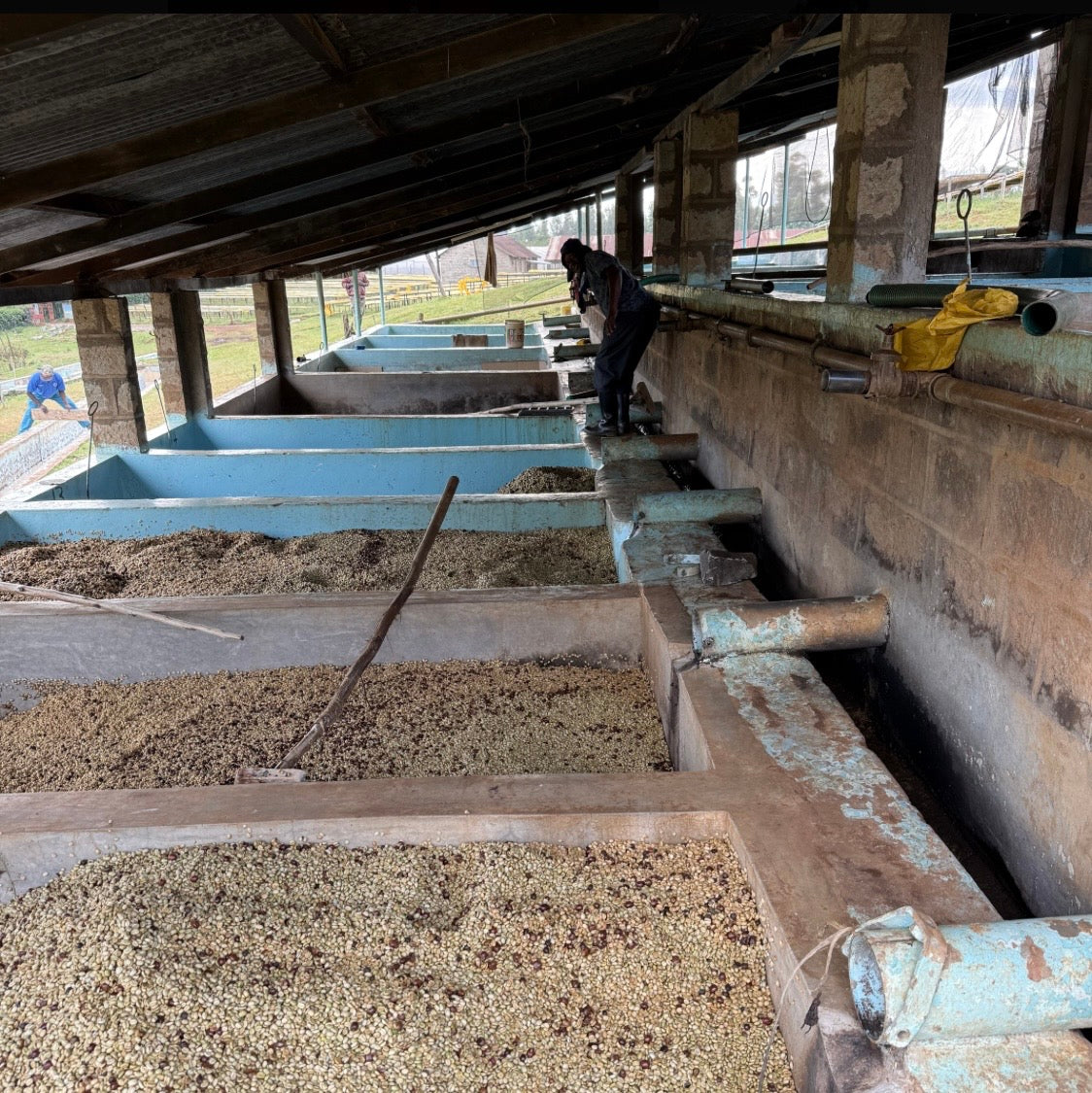 KENYA/Guama Washed AA(25/26)